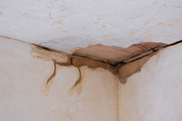 Best Mold removal after water damage  in Weston, WV